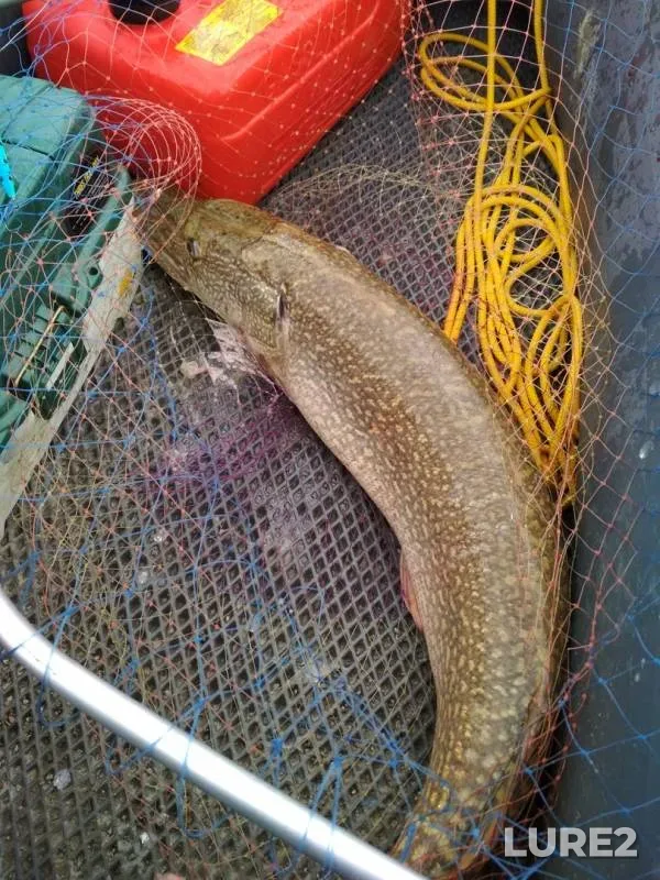 Pike — Irtysh, Sep 13, 2019