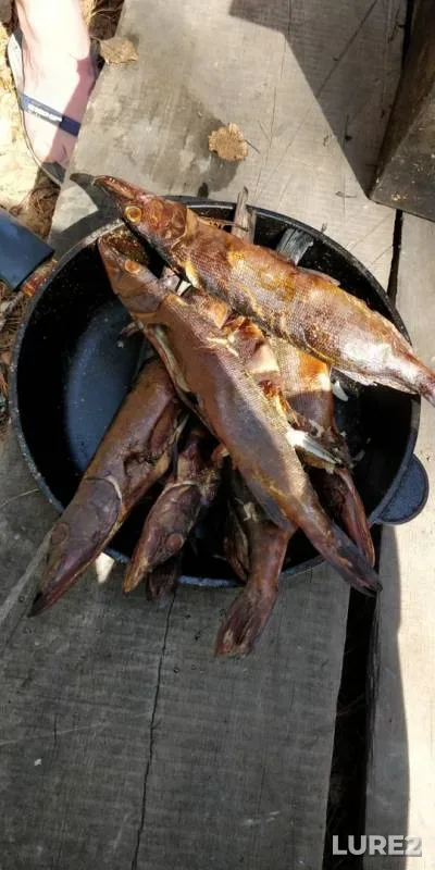 Pike, Tench — Svetloye, Jun 09, 2019