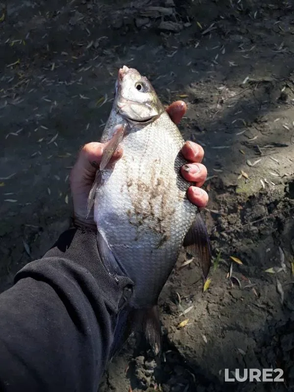 Bream — Irtysh, Sep 14, 2019