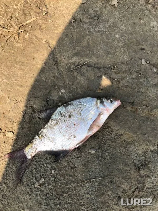 Bream — Irtysh, Sep 14, 2019