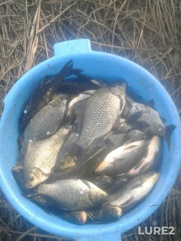 Crucian carp — Omskaya oblast, Sherbakulskiy rayon, Sep 15, 2019