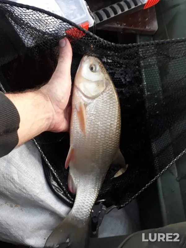 Bream, Ide — Irtysh, Sep 15, 2019