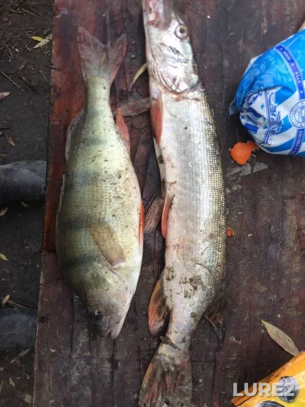Perch, Pike — Irtysh, Sep 15, 2019