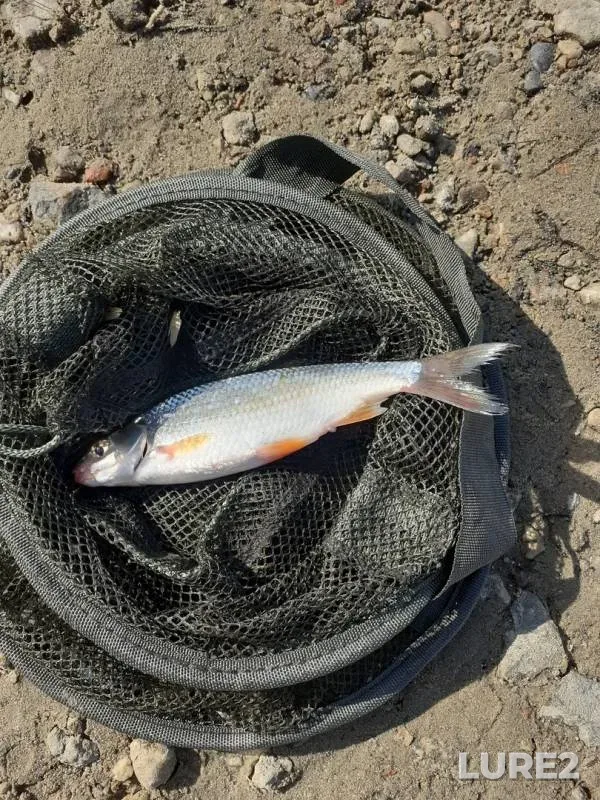 Roach — Irtysh, Sep 15, 2019