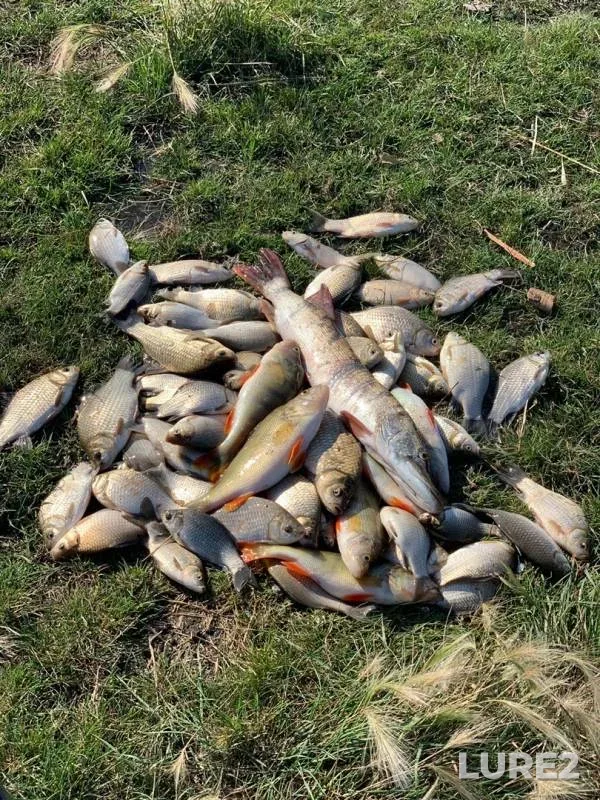 Crucian carp, Perch — Omskaya oblast, Krutinskiy rayon, Sep 16, 2019