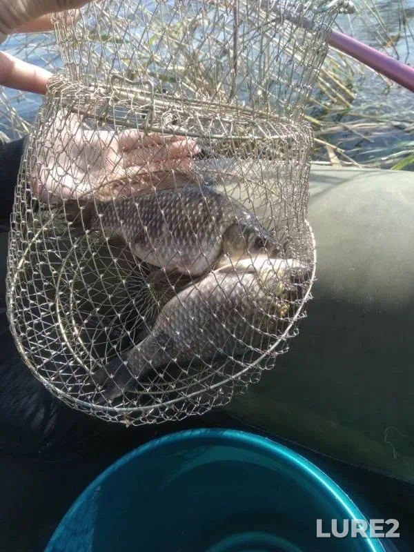 Crucian carp — Omskaya oblast, Sherbakulskiy rayon, Sep 19, 2019