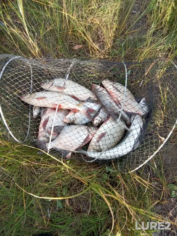 Bream, Ide — Irtysh, Sep 19, 2019