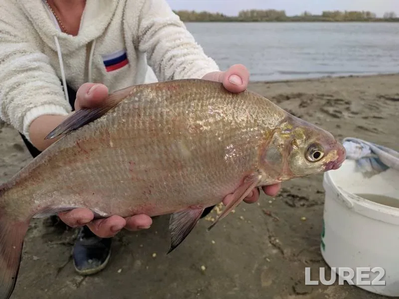 Bream, Roach — Irtysh, Sep 22, 2019