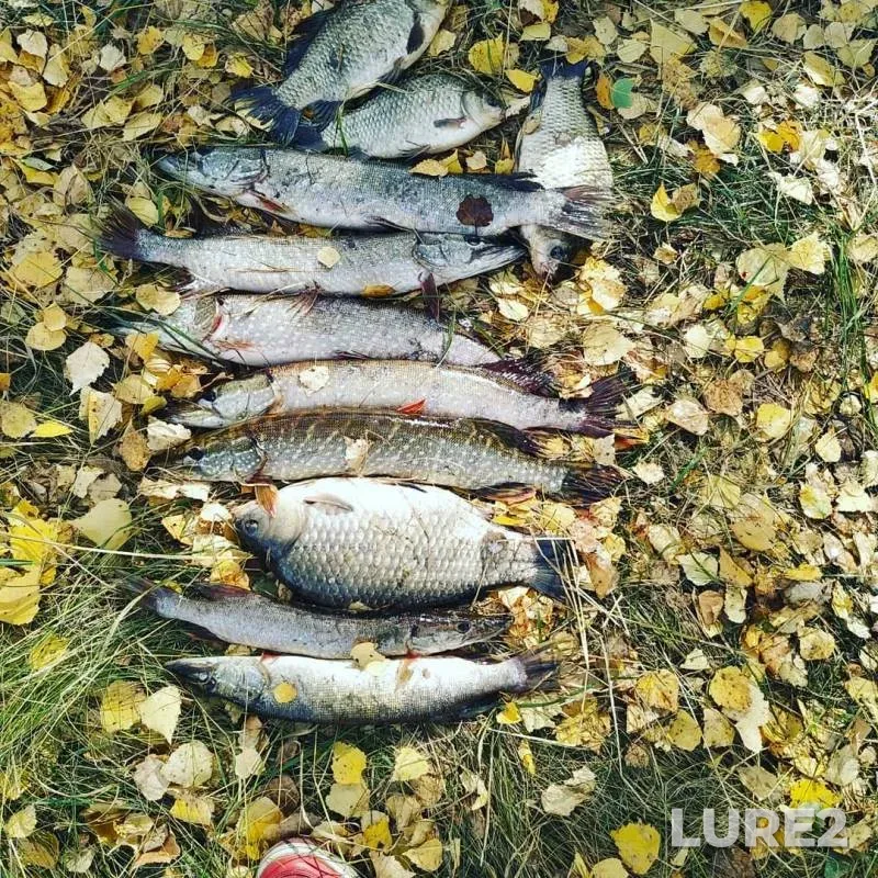Crucian carp, Pike — Icha, Sep 24, 2019