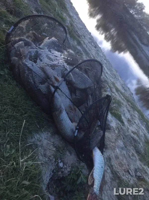 Crucian carp, Pike — Om, Sep 24, 2019