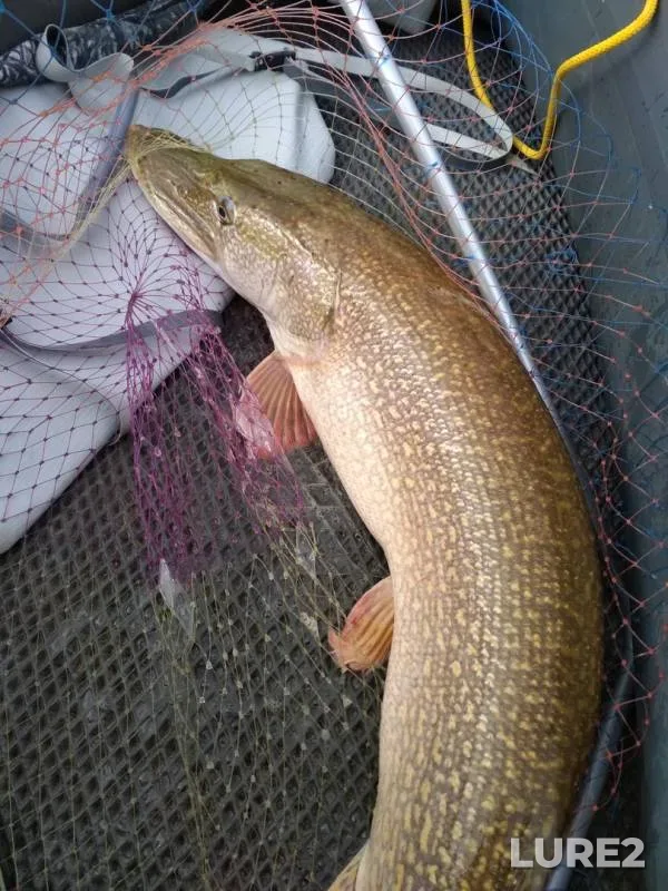 Pike — Irtysh, Sep 28, 2019