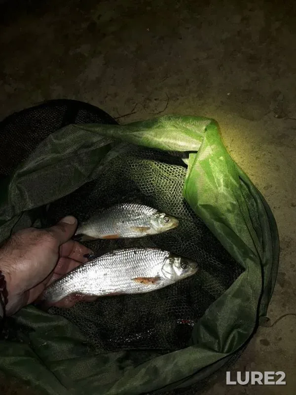 Roach — Irtysh, Sep 28, 2019