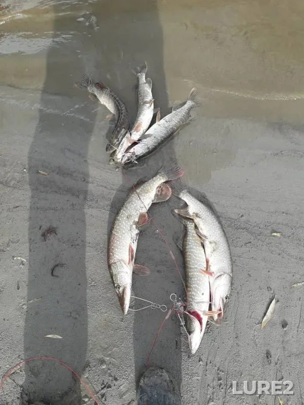 Pike — Yelanka, Sep 29, 2019