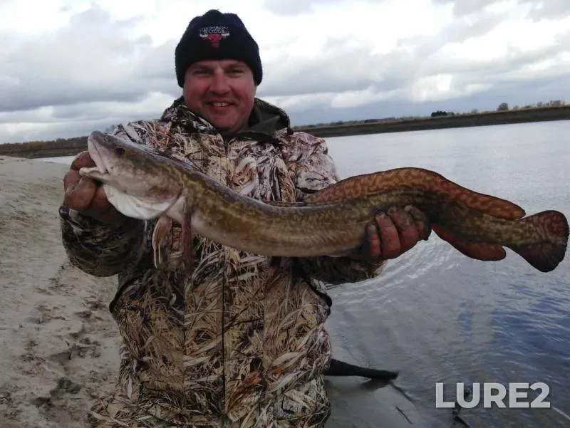 Burbot — Irtysh, Sep 29, 2019