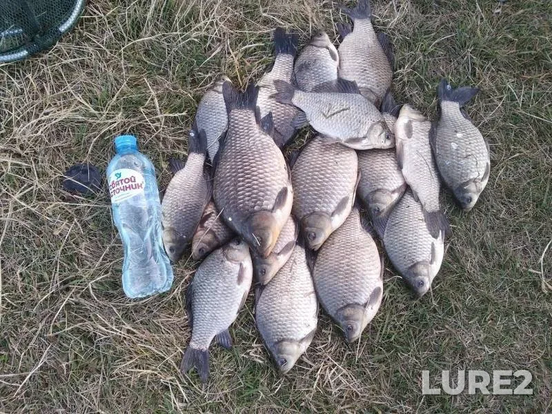 Crucian carp — Omskaya oblast, Tyukalinskiy rayon, Oct 05, 2019