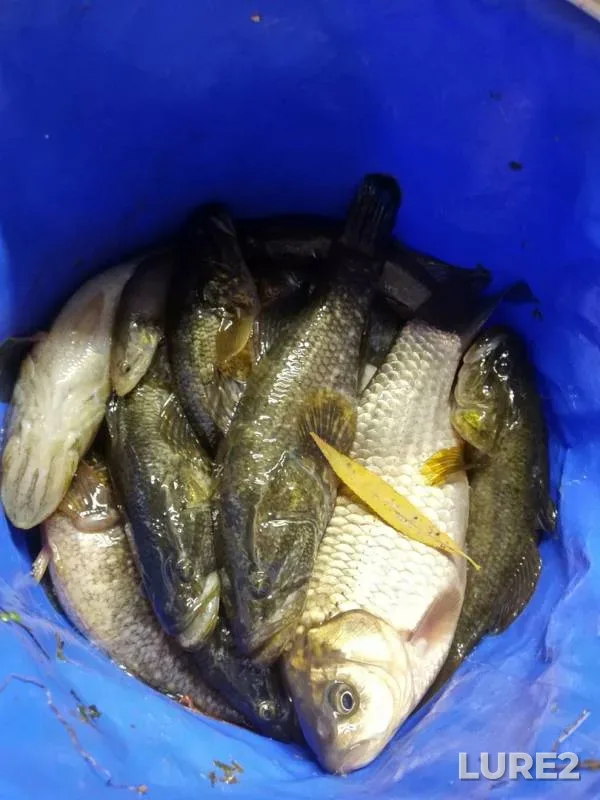 Crucian carp — Omskaya oblast, Omskiy rayon, Oct 13, 2019