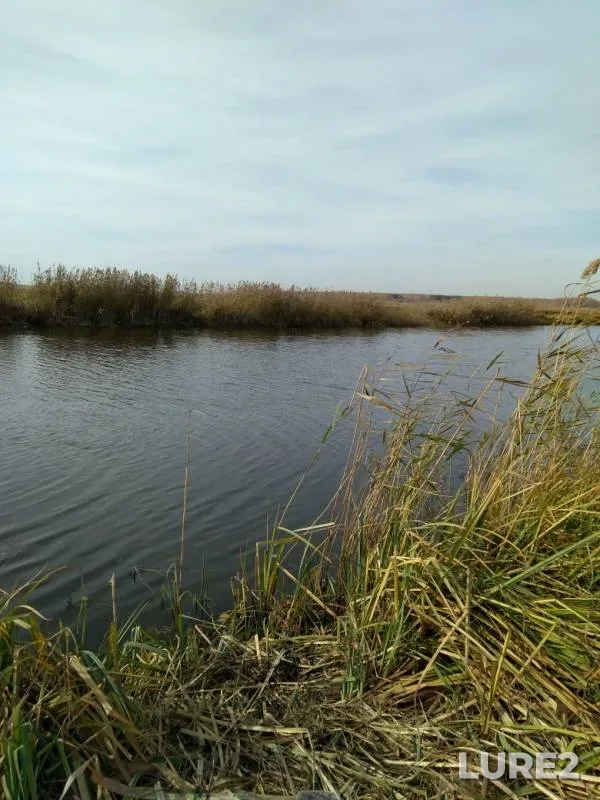Crucian carp — Omskaya oblast, Tyukalinskiy rayon, Oct 10, 2019