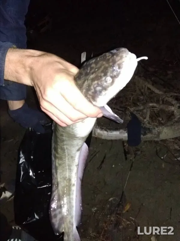 Burbot — Irtysh, Oct 06, 2019