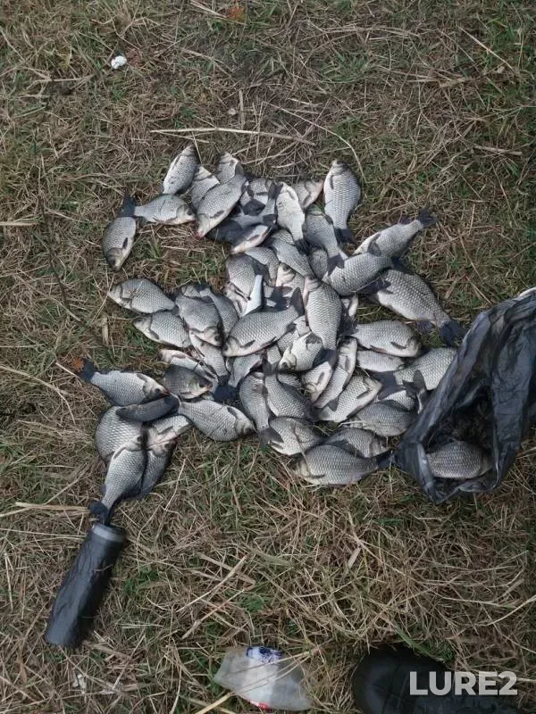 Crucian carp — Omskaya oblast, Kolosovskiy rayon, Oct 13, 2019