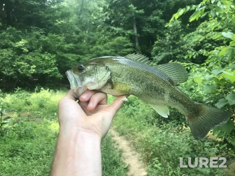 Largemouth bass — Flat River, Mar 25, 2018