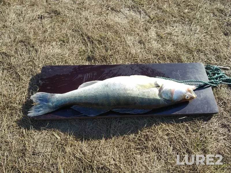 Zander — Irtysh, Oct 09, 2019