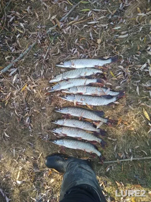Pike — Omskaya oblast, Sargatskiy rayon, Oct 09, 2019