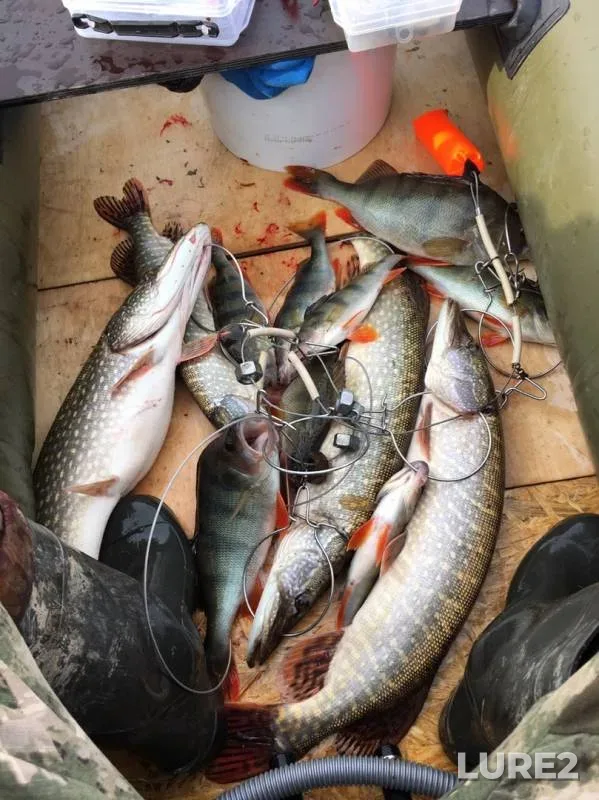 Perch, Pike — Omskaya oblast, Tyukalinskiy rayon, Oct 17, 2019