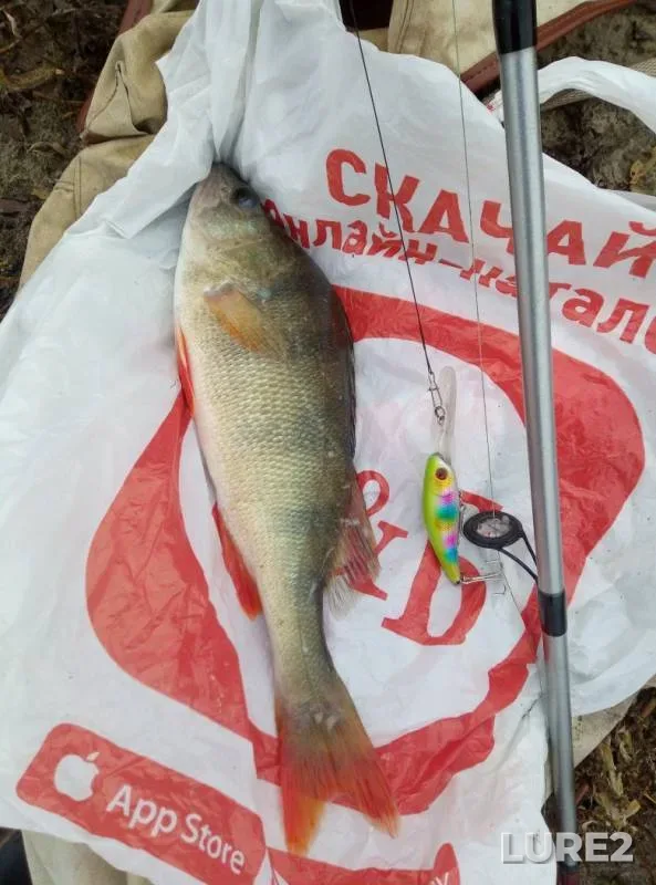 Perch — Irtysh, Oct 18, 2019