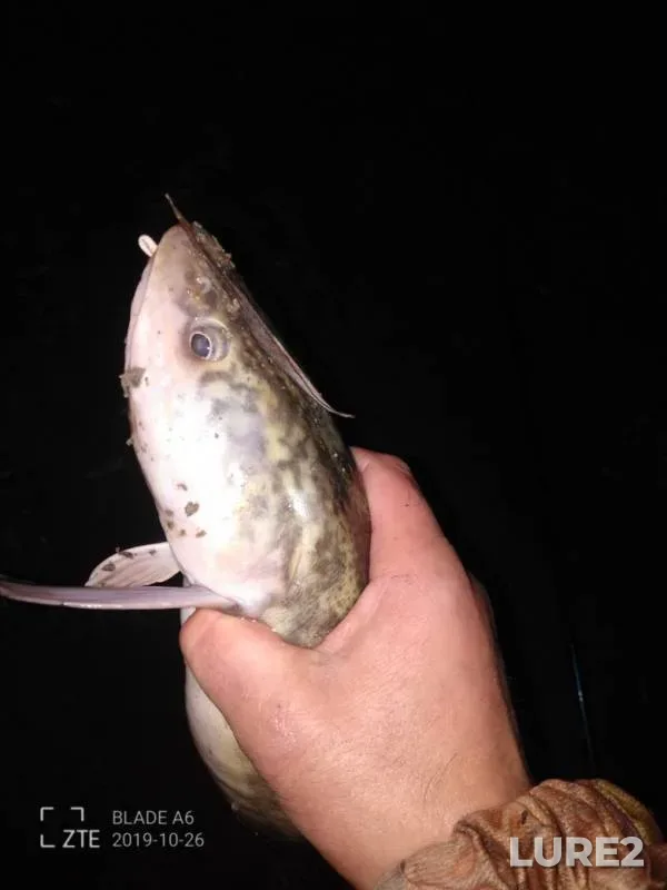 Burbot — Irtysh, Oct 26, 2019