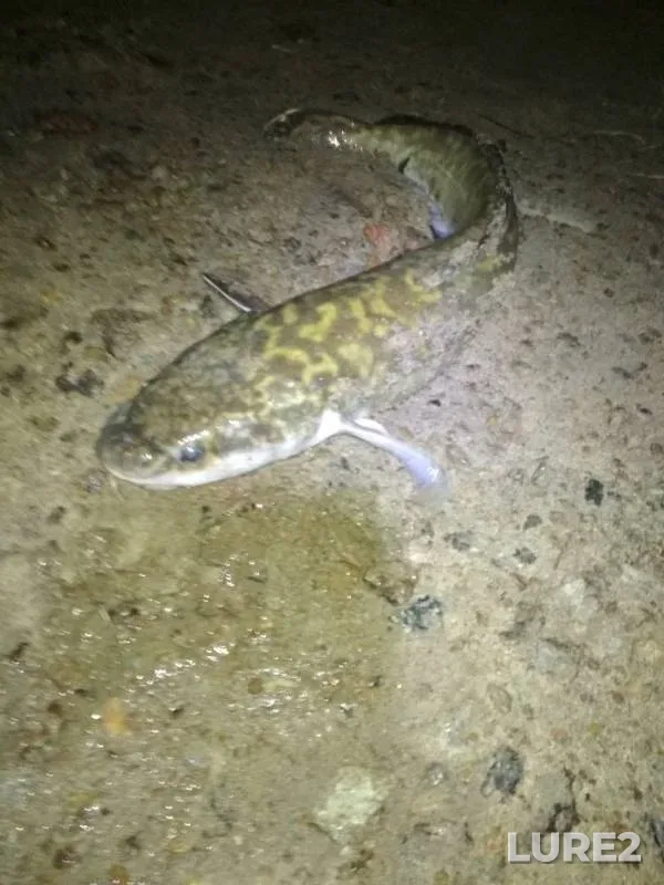 Burbot — Irtysh, Oct 27, 2019