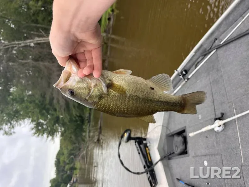 Largemouth bass — First Creek, Mar 24, 2018