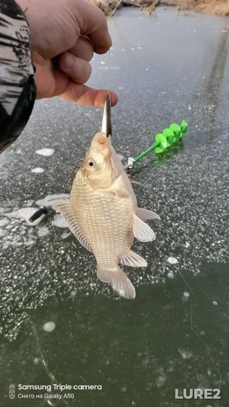 Crucian carp — Irtysh, Nov 05, 2019