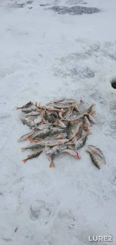 Perch — Omskaya oblast, Krutinskiy rayon, Nov 24, 2019
