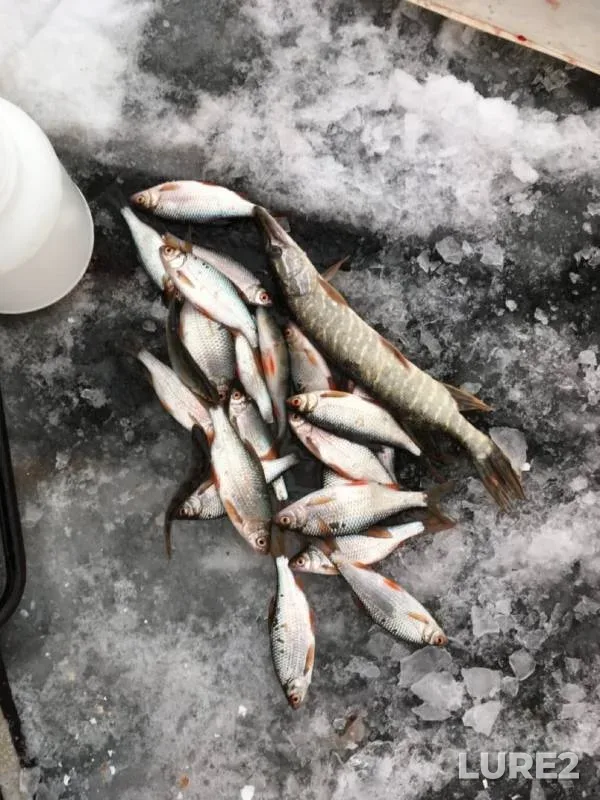 Pike, Roach — Omskaya oblast, Lyubinskiy rayon, Nov 24, 2019