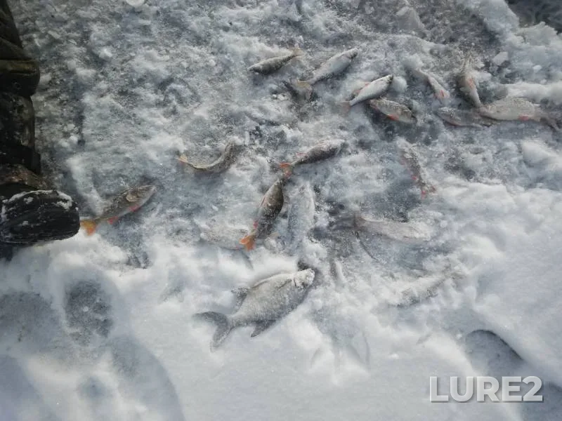 Perch, Roach — Omskaya oblast, Lyubinskiy rayon, Nov 24, 2019