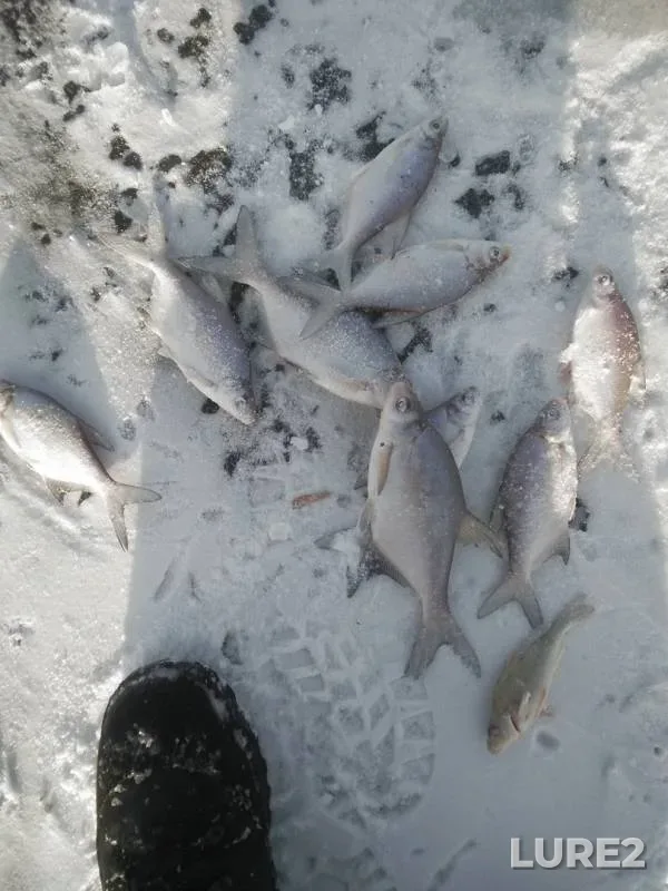 Bream — Irtysh, Nov 22, 2019
