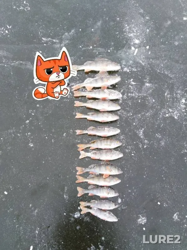 Perch — Omskaya oblast, Lyubinskiy rayon, Nov 18, 2019
