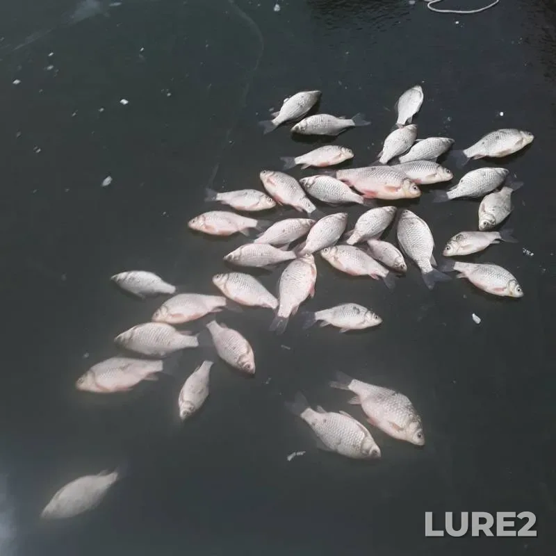 Crucian carp — Omskaya oblast, Isilkulskiy rayon, Nov 17, 2019