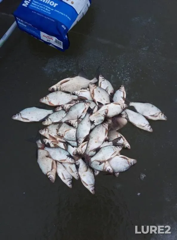Bream, White bream — Irtysh, Nov 17, 2019