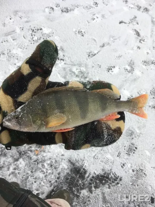 Perch — Irtysh, Nov 14, 2019