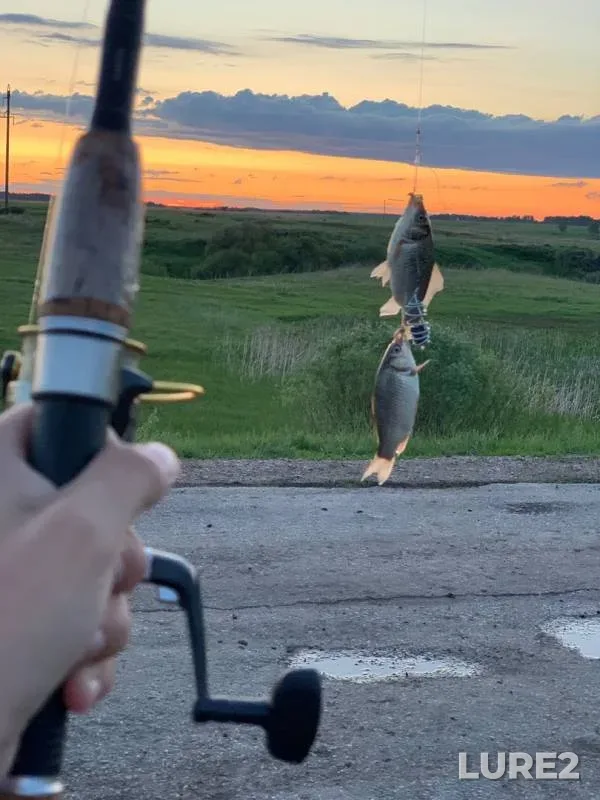 Crucian carp — Miltyush, Jun 10, 2019
