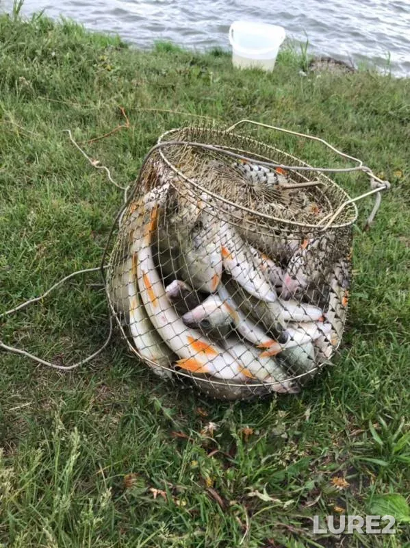 Perch — Balta, Jun 10, 2019