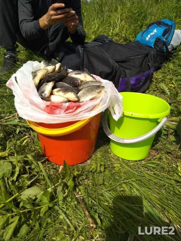 Crucian carp — Novosibirskaya oblast, Jun 09, 2019