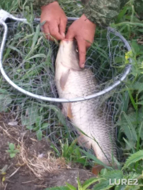 Carp — Novosibirskaya oblast, Jun 09, 2019