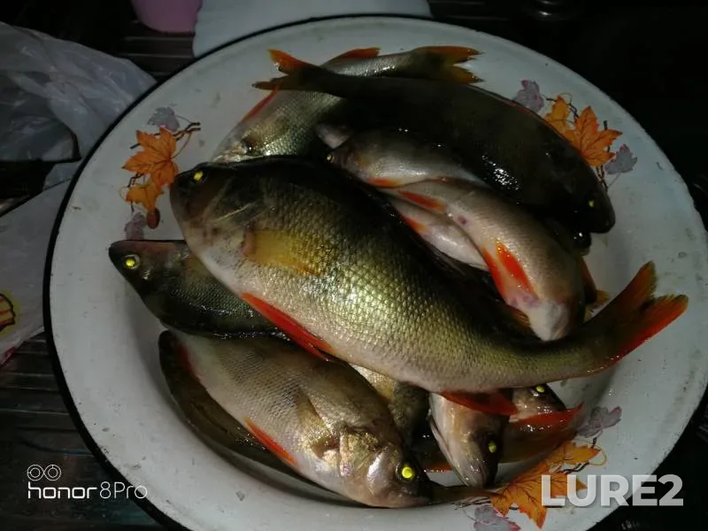 Perch — Novosibirskaya oblast, Jun 08, 2019