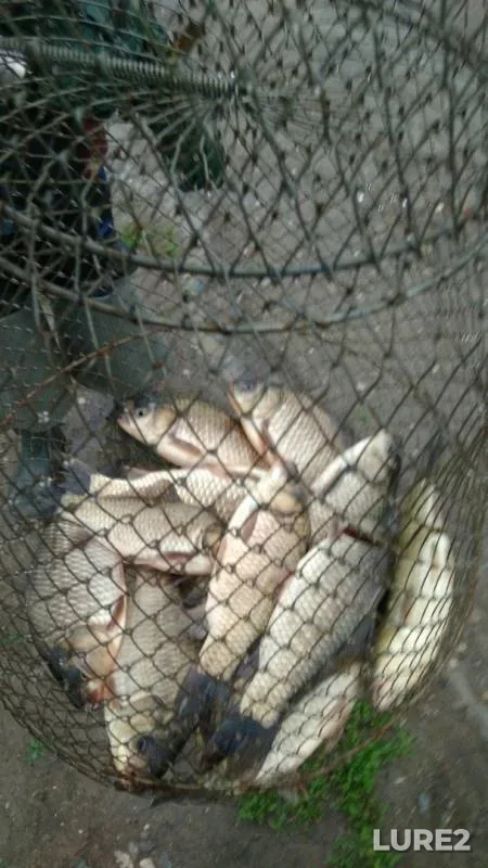 Crucian carp — Chernodyrikha, Jun 08, 2019