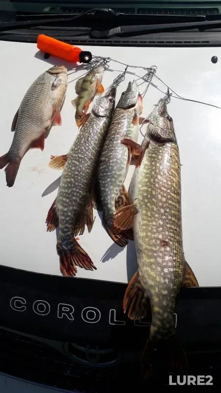 Ide, Perch — Tom, Jun 03, 2019