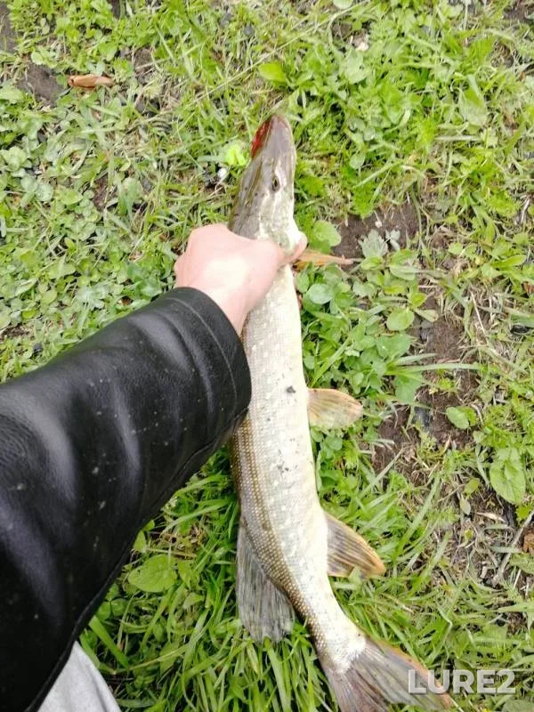 Pike — Zhemchuzhina Sibiri, Jun 03, 2019