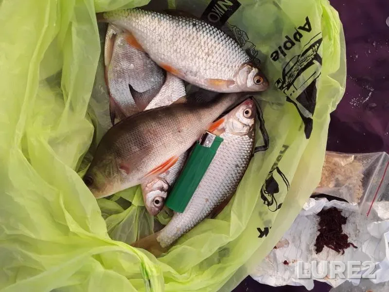 Perch, Roach — Irtysh, Nov 29, 2019