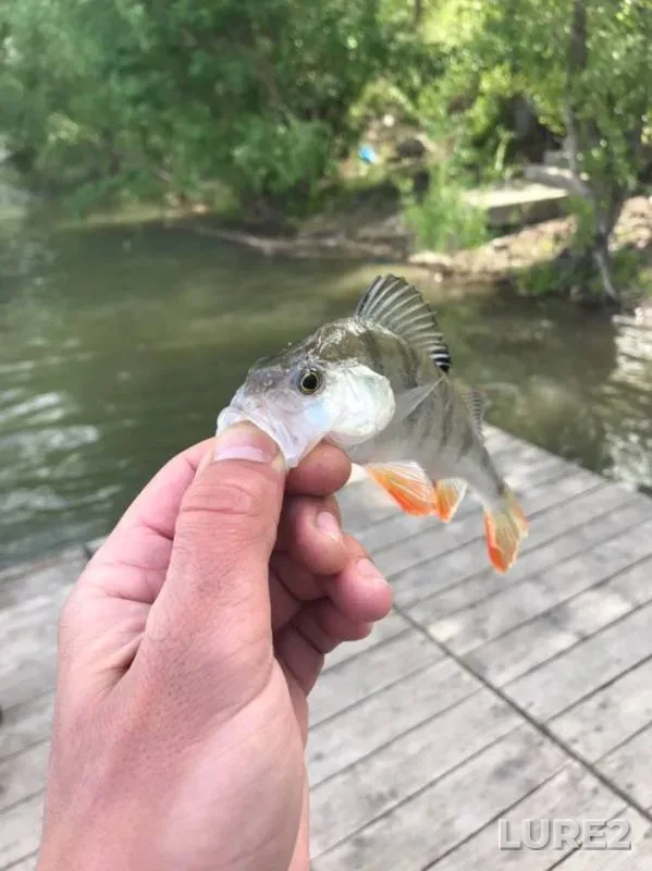 Ide, Perch — Ob, Jun 15, 2019